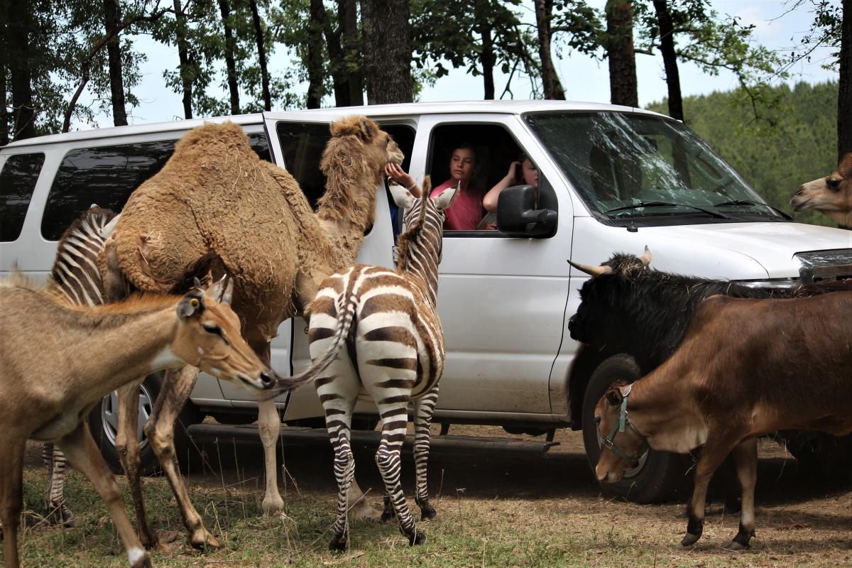 Group of people in a car feeding wildlife